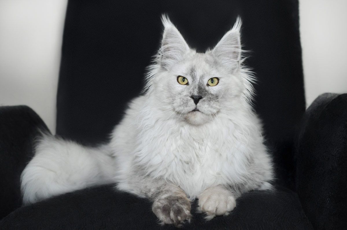 Buy maine coon cat near me