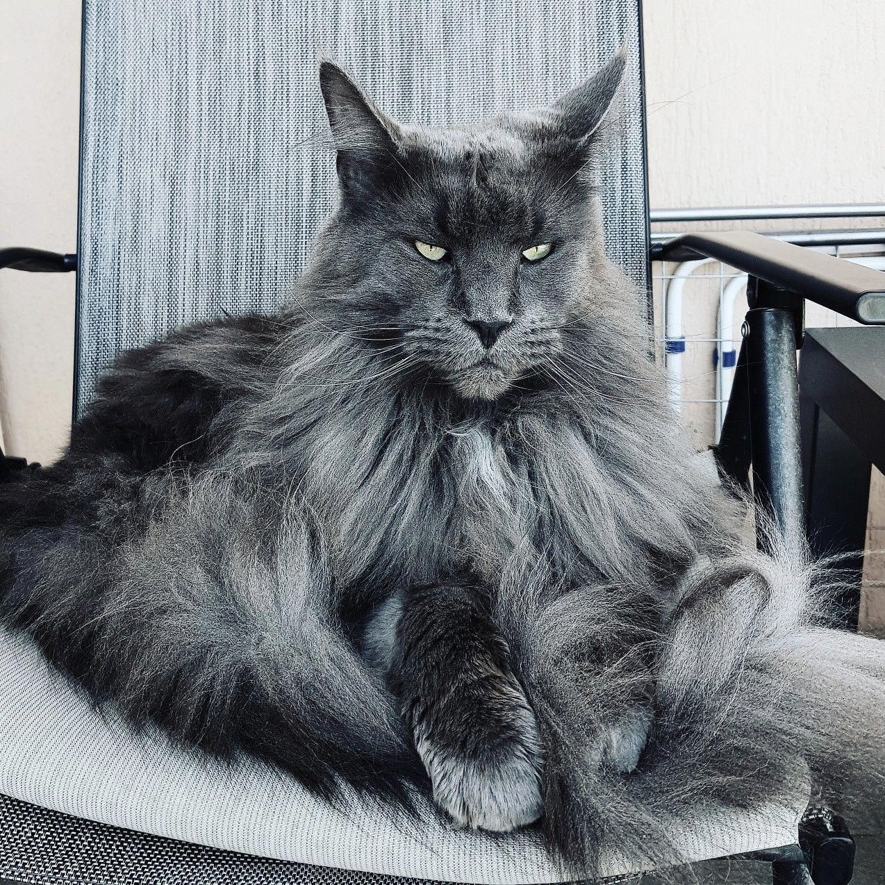 Full blooded maine coon cat