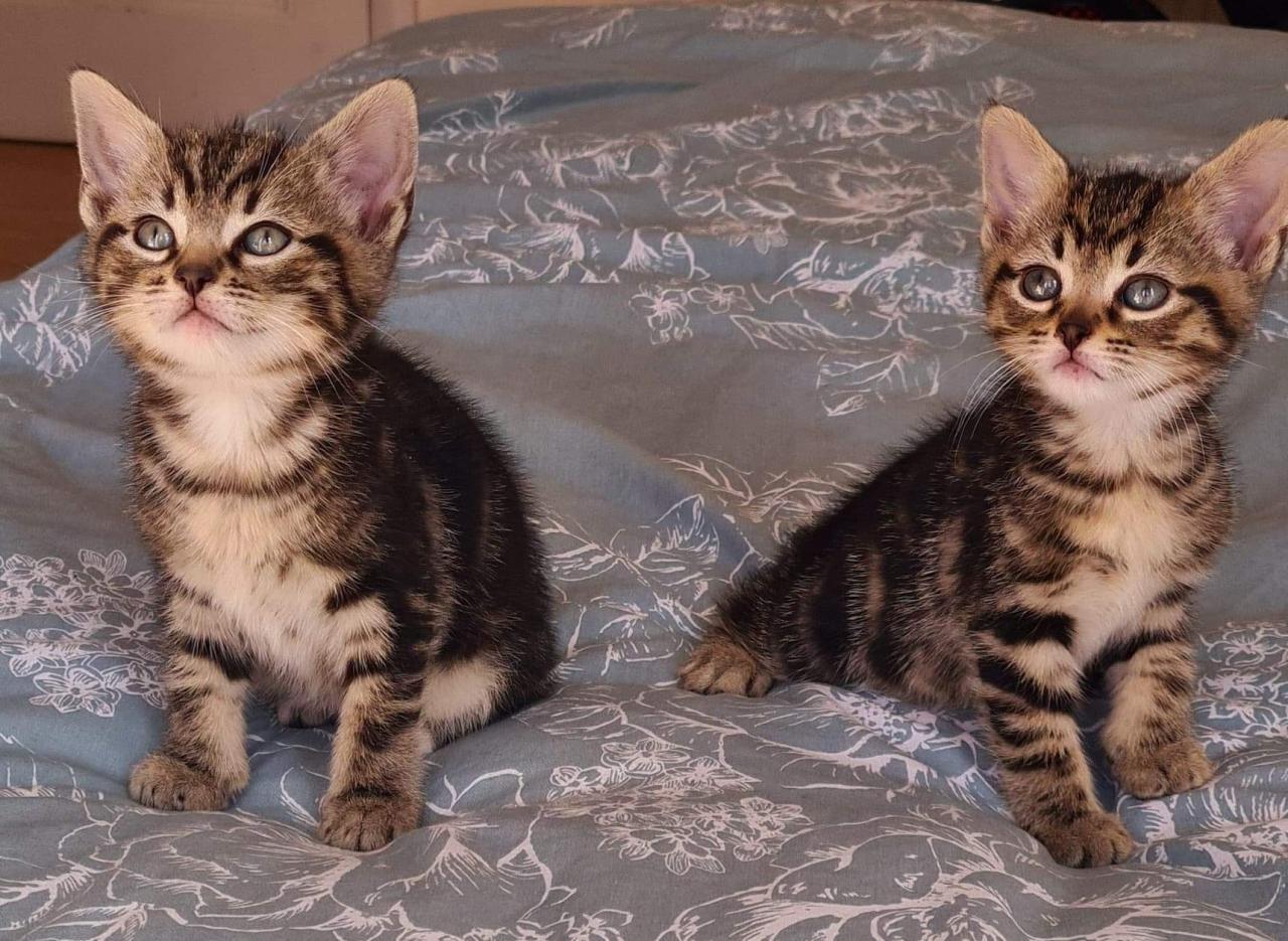 Maine coon bengal mix kitten for sale