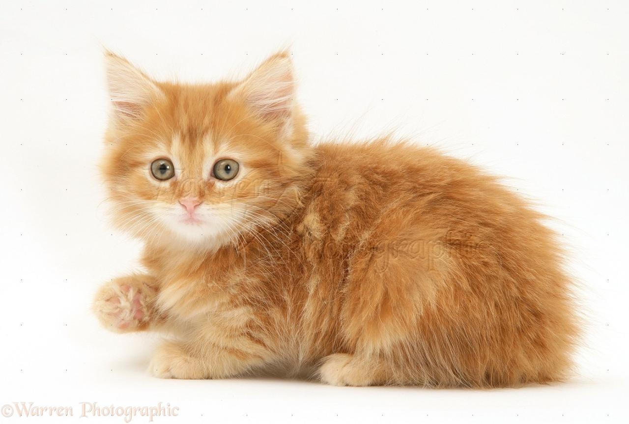 Ginger maine coon kitten for sale