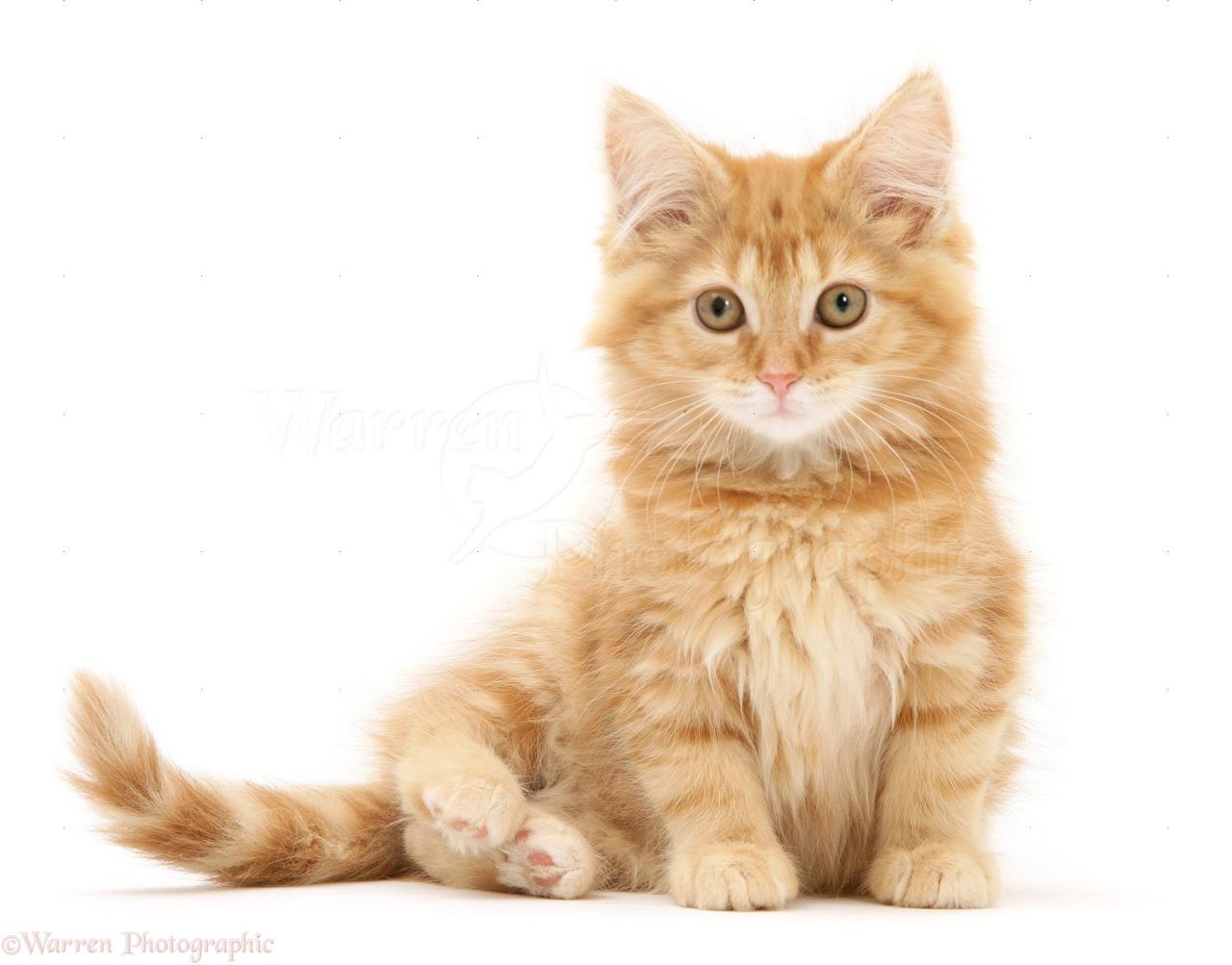 Coon maine ginger cat portrait background cats isolated sergey taran orange tabby coons photograph choose board