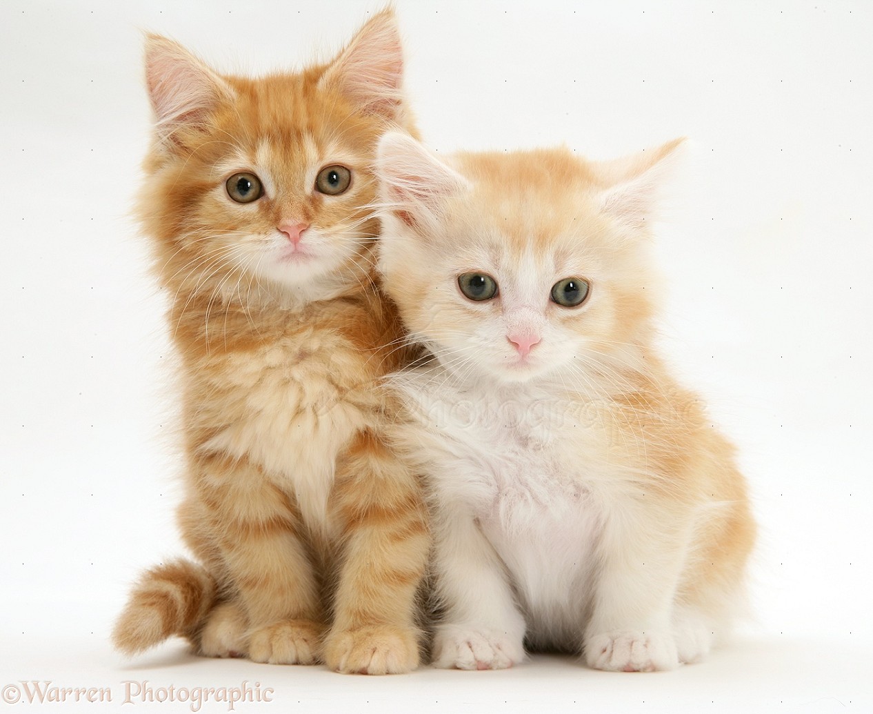 Coon maine ginger kittens cat background
