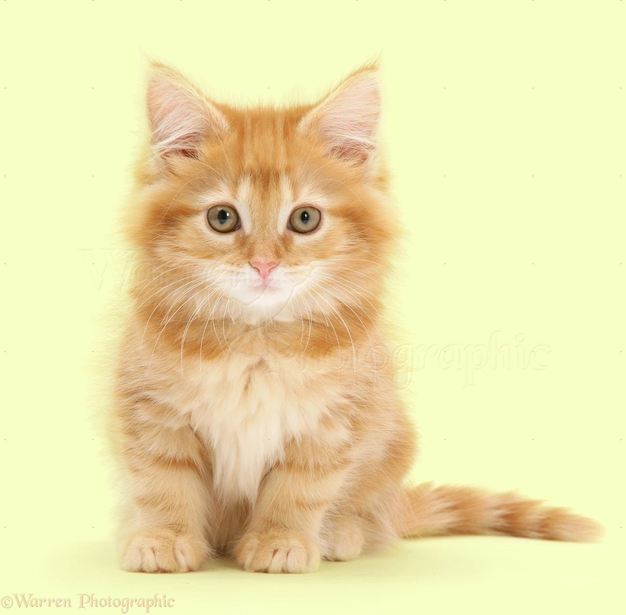 Ginger maine coon kitten background cat warrenphotographic