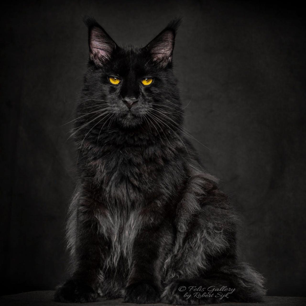 Grey maine coon for sale