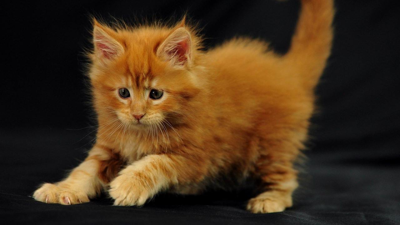 Coon cats gato chat katzen temperament katze rote hübsche schönheit raça