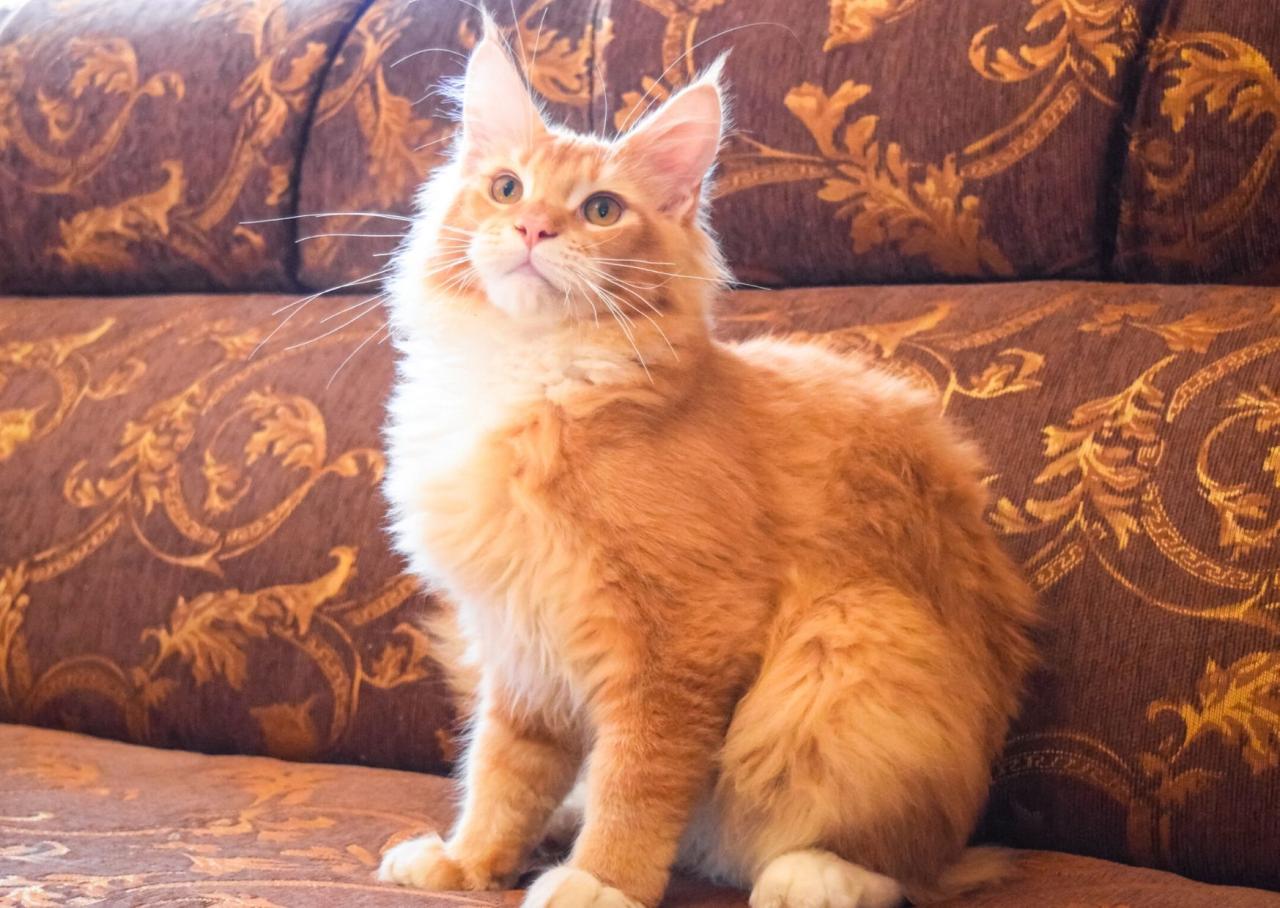Orange maine coon kittens for sale