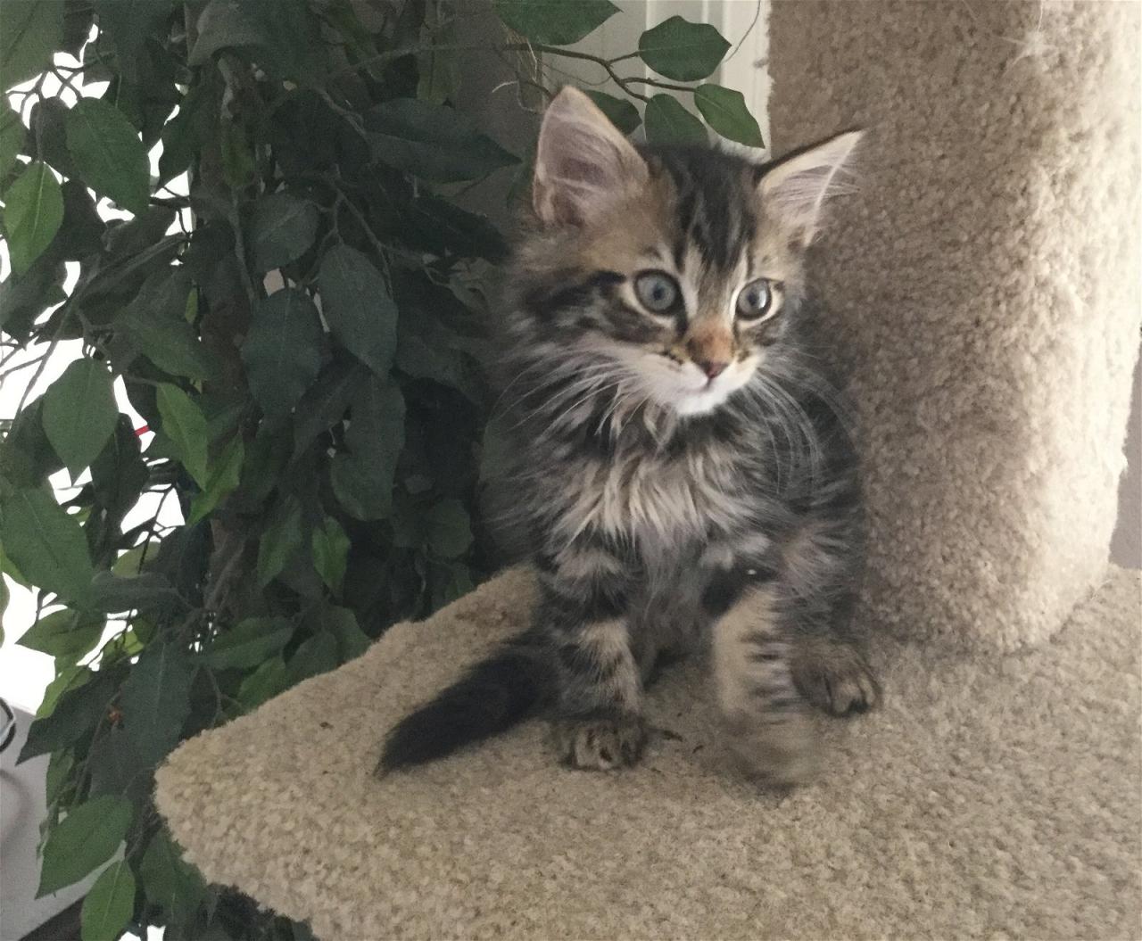 Maine coon savannah mix kittens for sale
