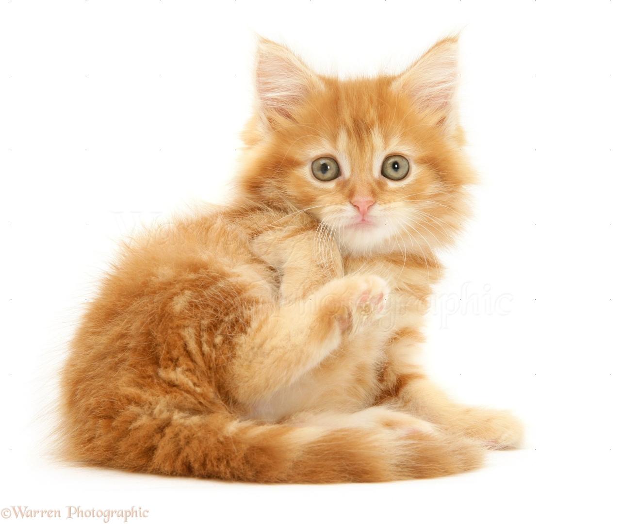 Ginger maine coon kitten