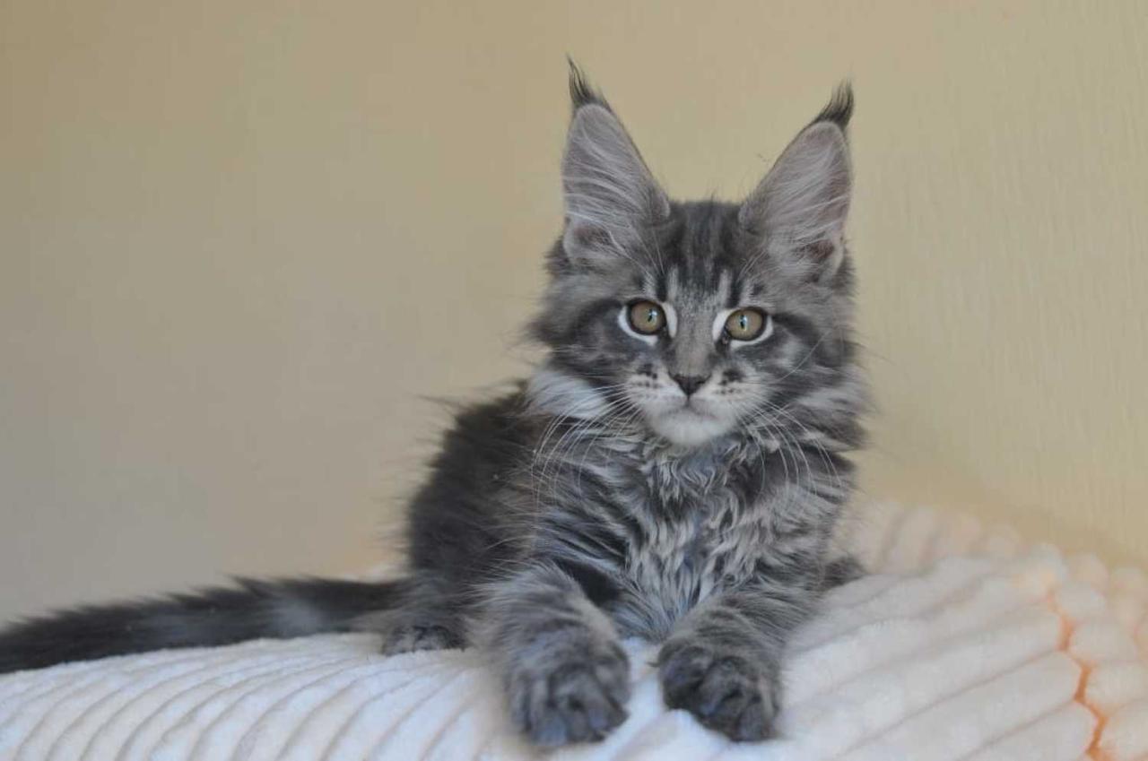 Kittens maine coon oxfordshire oxford