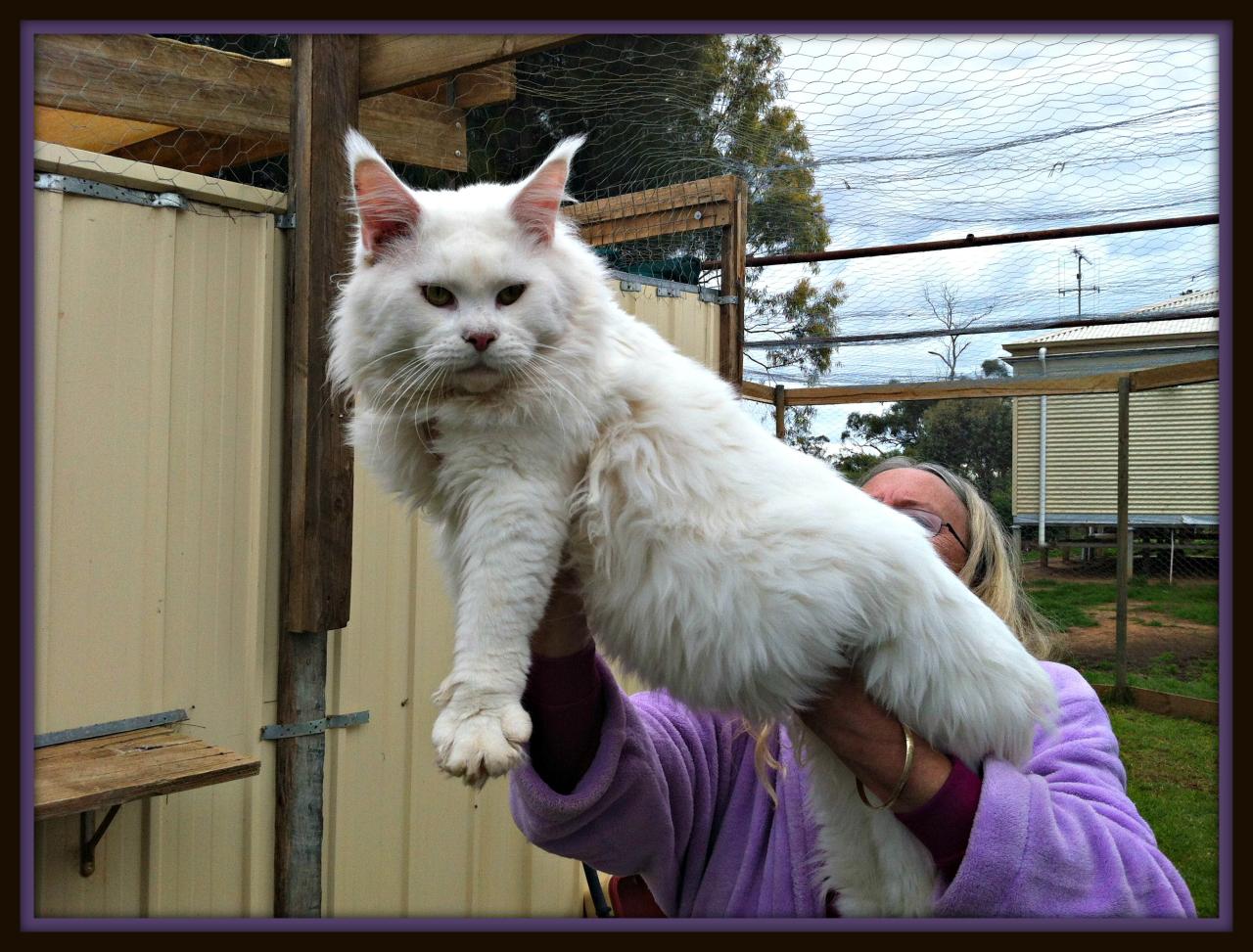 Large maine coon cat breeders