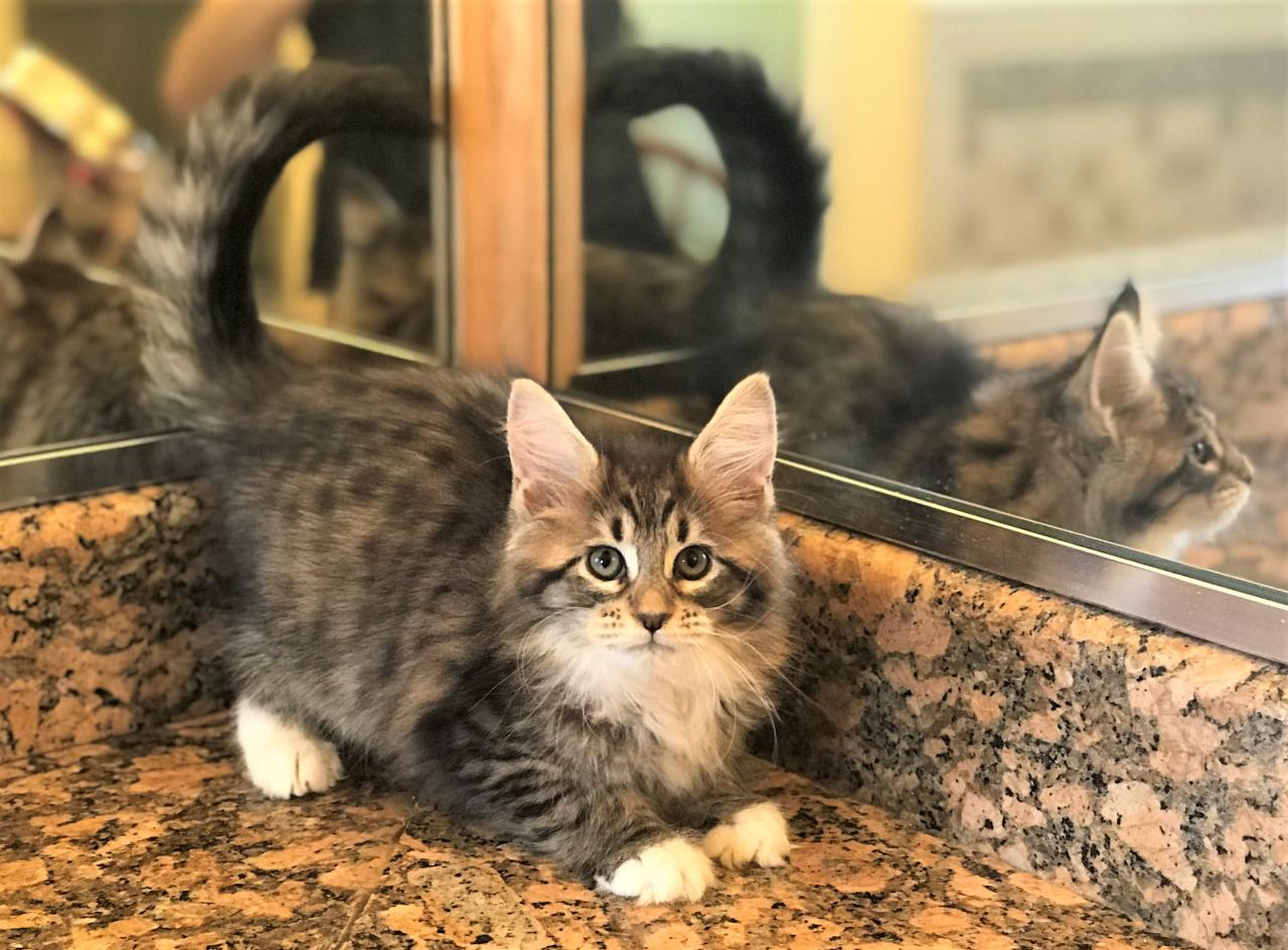 Maine coon kittens in florida