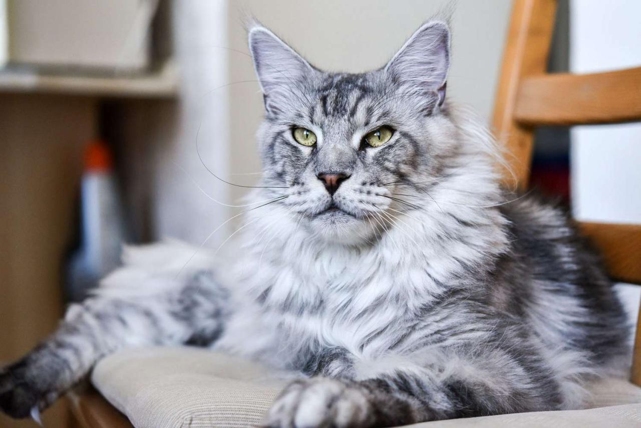 Blue eyed maine coon cat