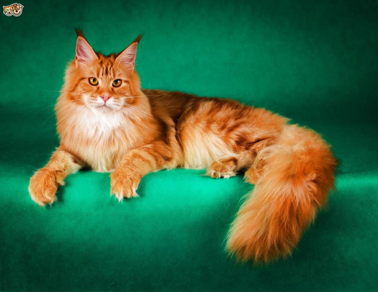 Big maine coon for sale
