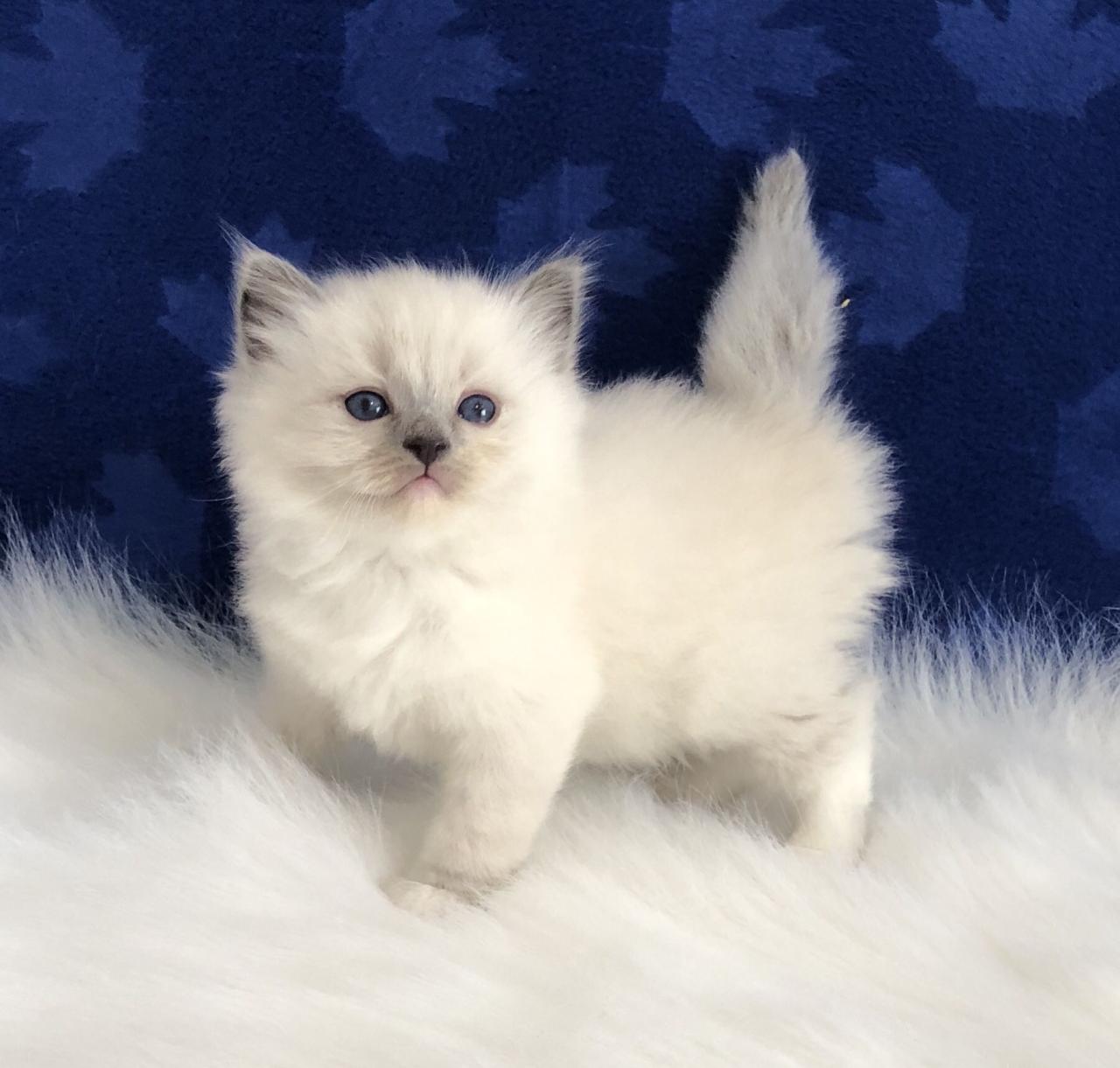Ragdoll maine coon mix kittens for sale