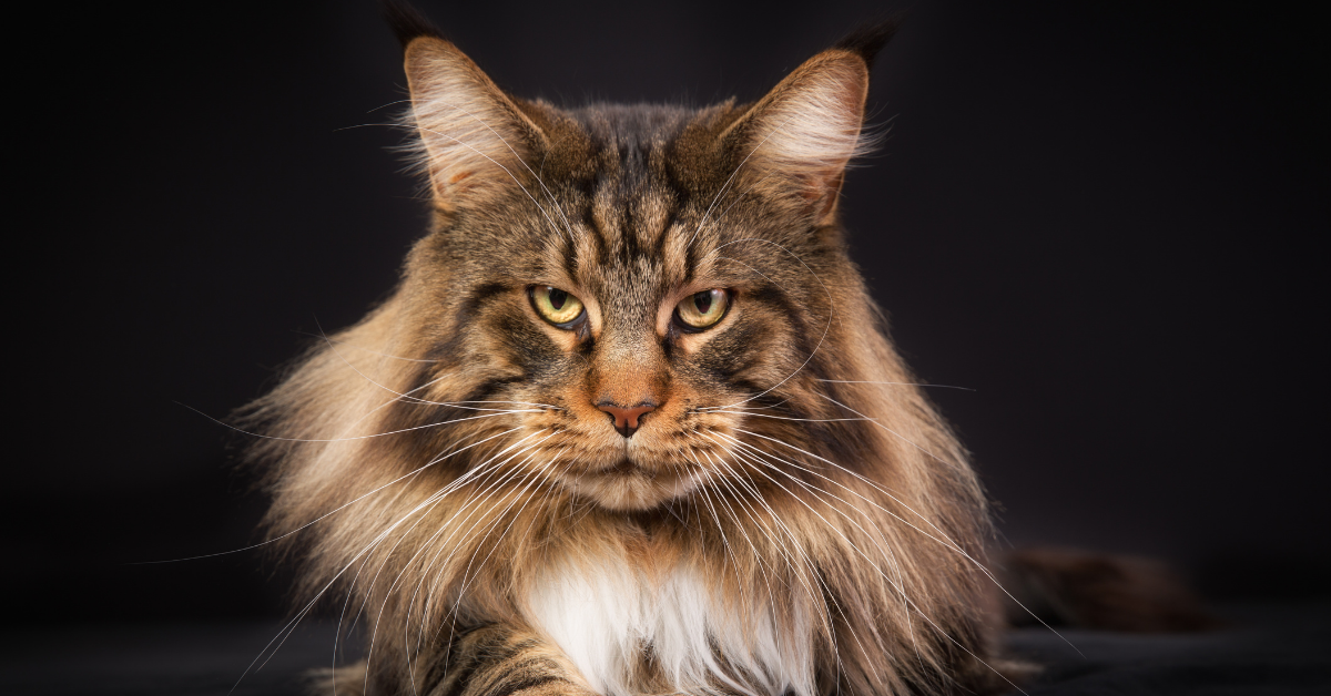 Coon maine cat tabby if tell mainecoon cats kitten characteristics