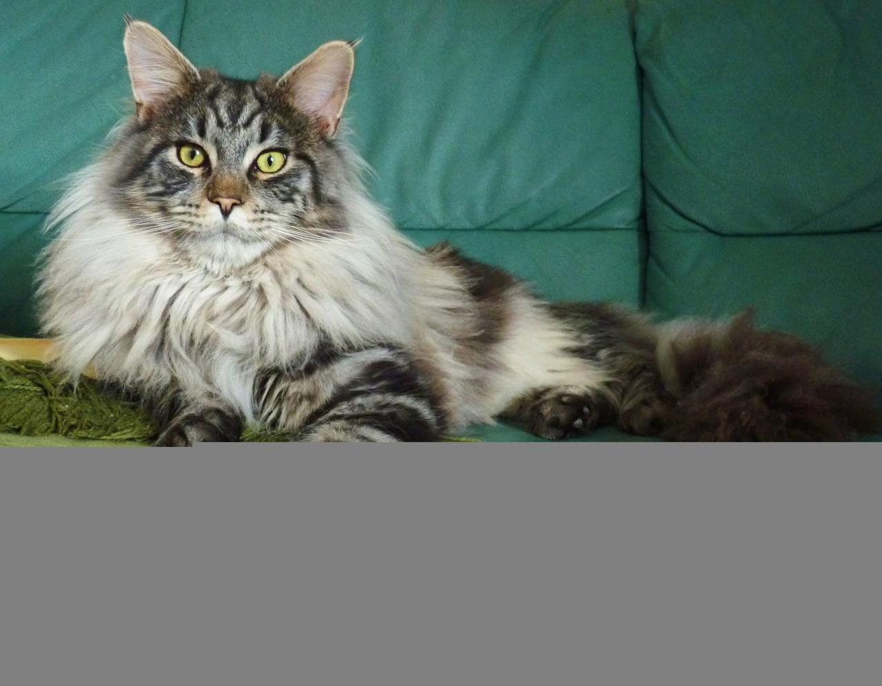 Coon maine cat sijka blue robert mainecoon cats colors common coons majestic felis breed tabby most solid ticked photographer beauty