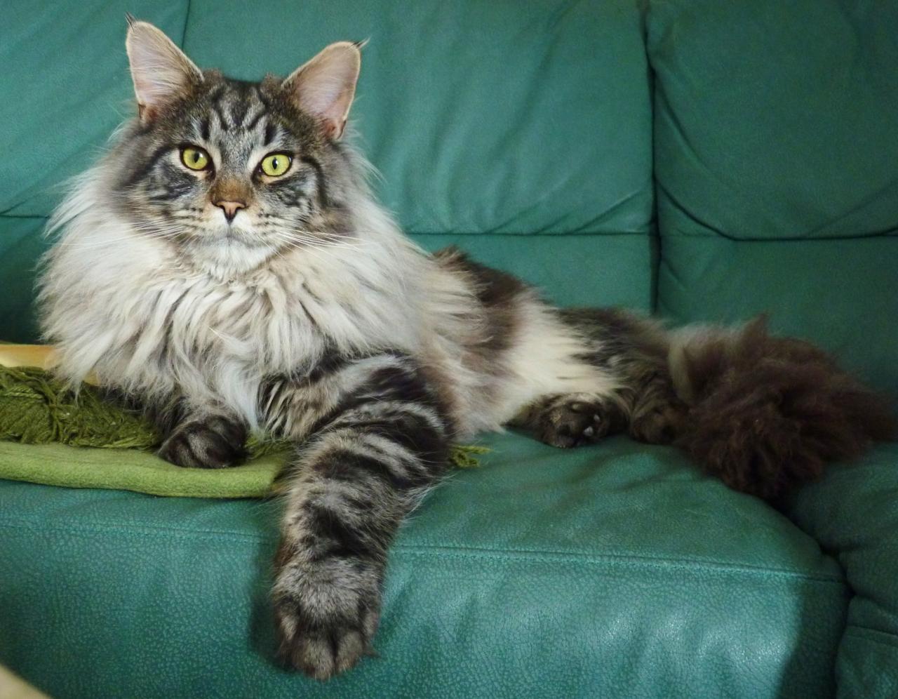 Red silver maine coon cat