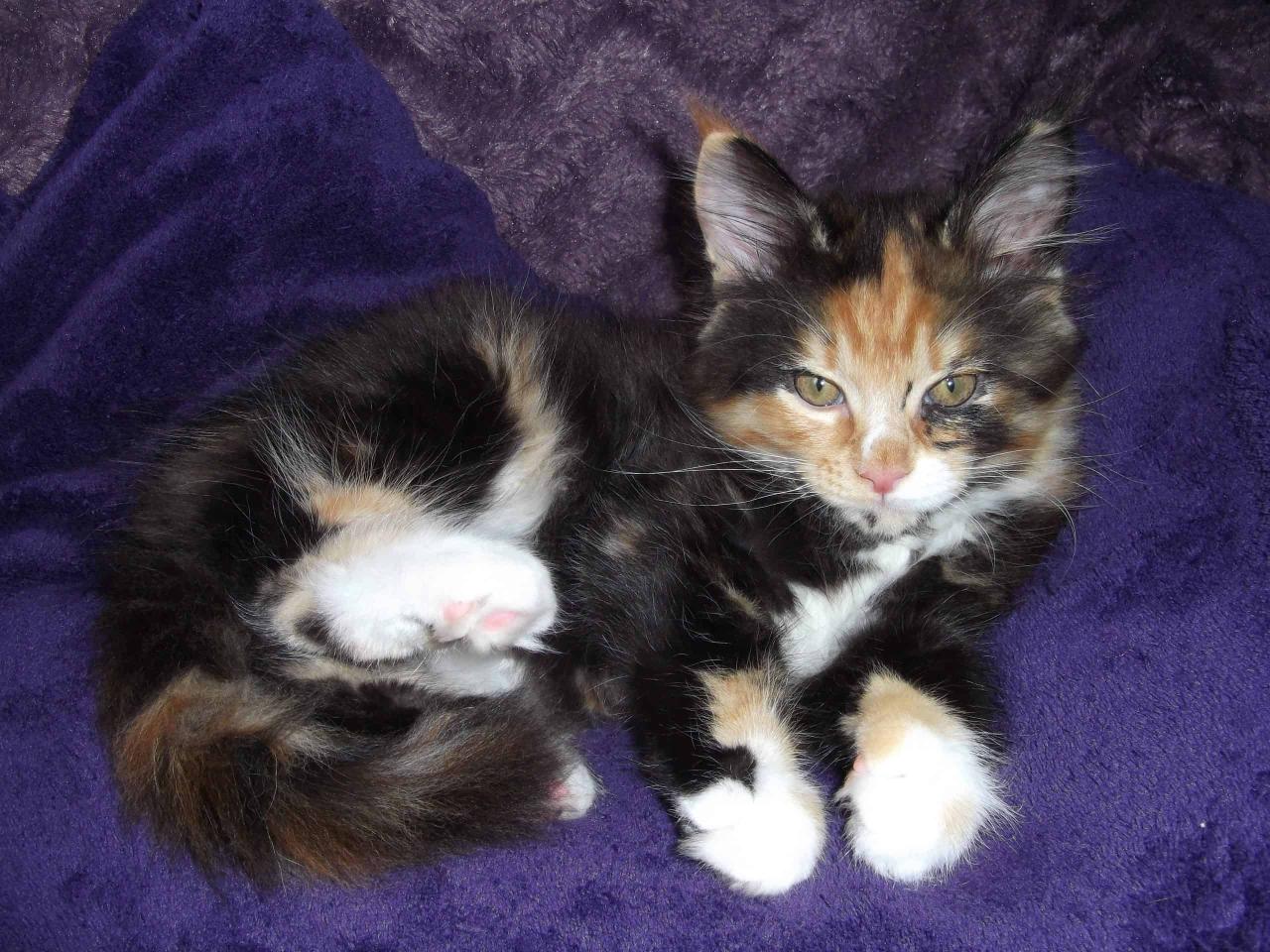 Calico maine coon cat for sale