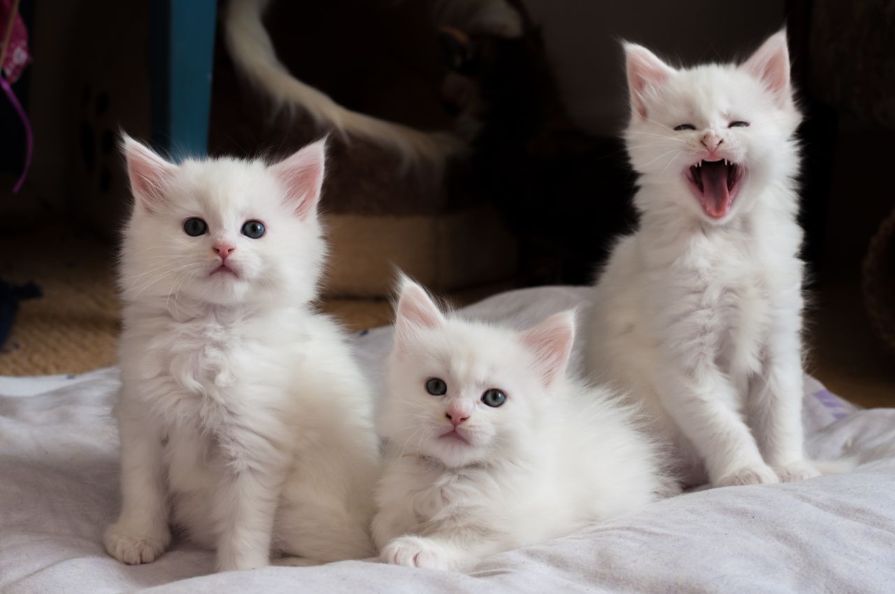 White maine coon kittens