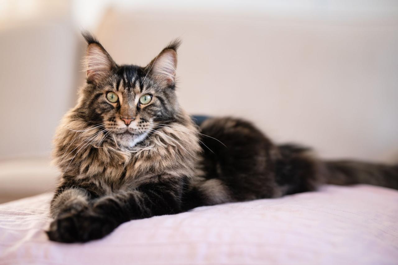 Maine coon cat kitty