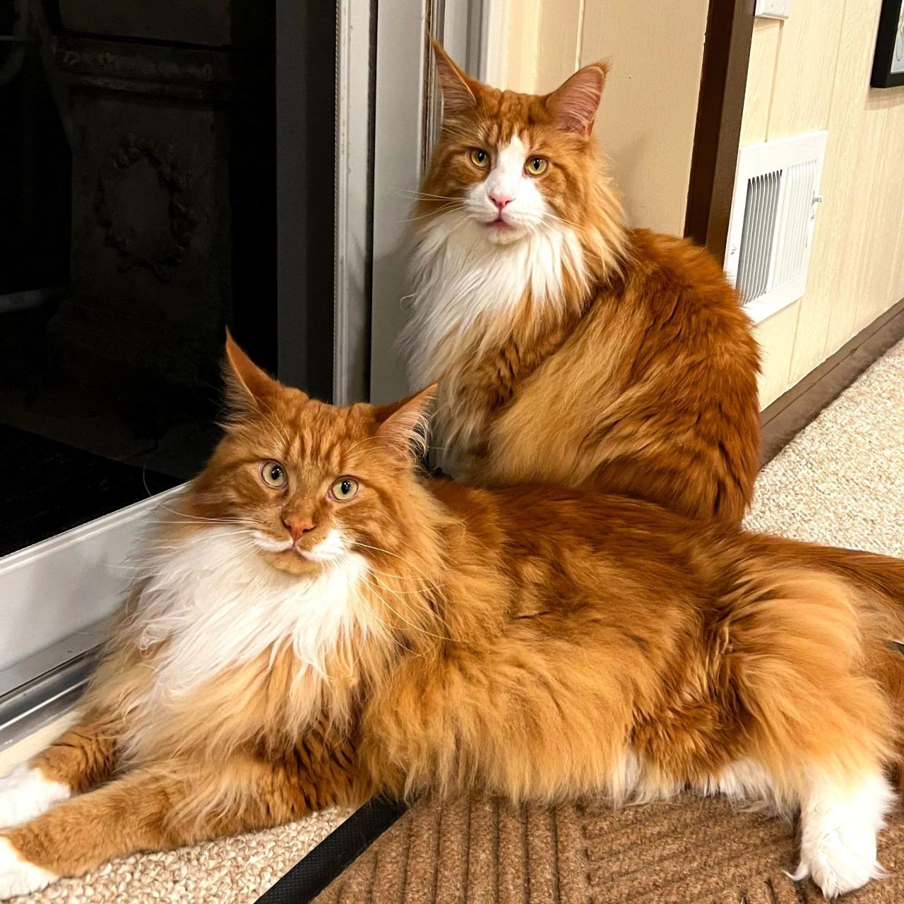 Giant maine coon kittens