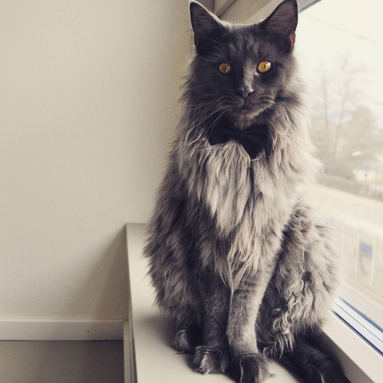 Maine coon cat purebred