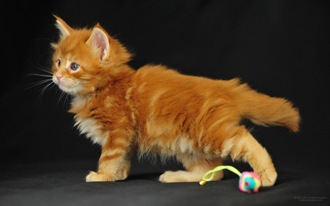 Coon maine orange cat kitten wallpaper characteristics personality inspirationseek
