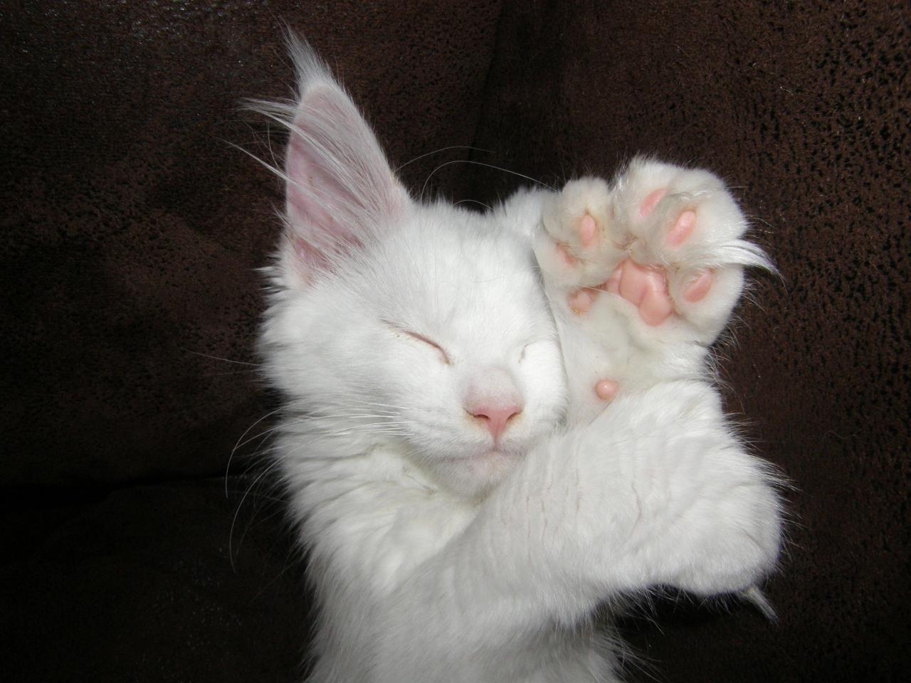 Coon maine polydactyl paws hemingway siamese albino feline