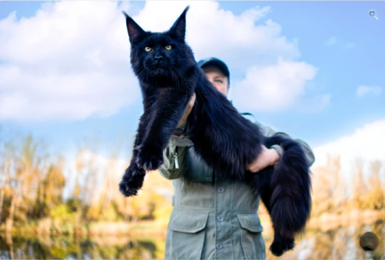 Giant maine coon cats for sale