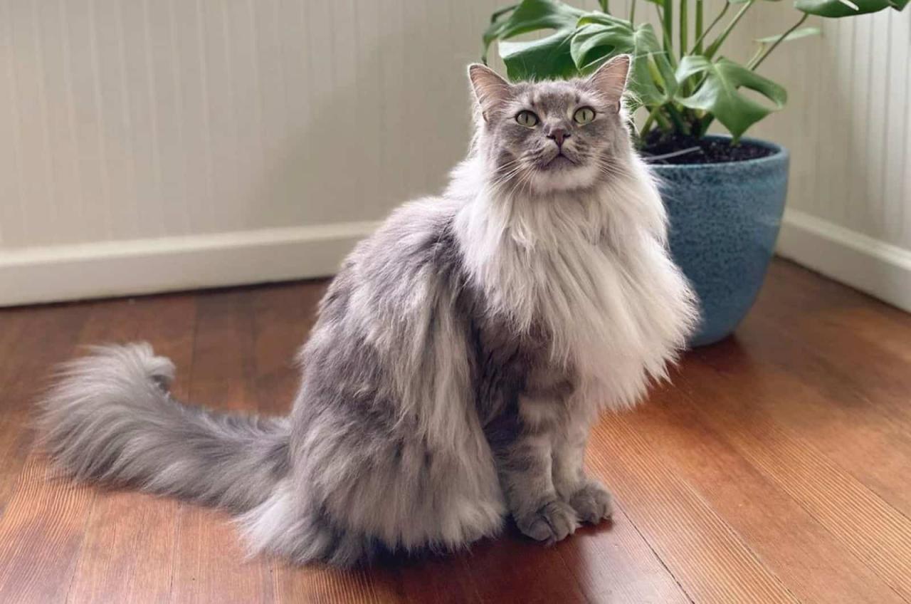Maine coon ragdoll mix for sale