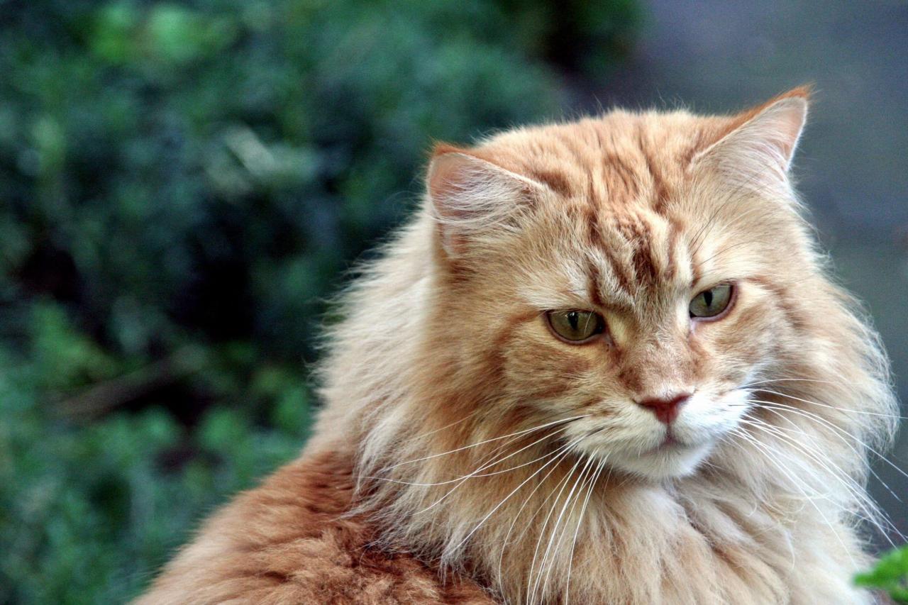 Where can you get maine coon cats