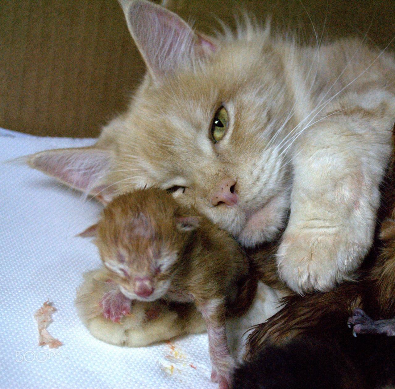 Newborn maine coon kittens