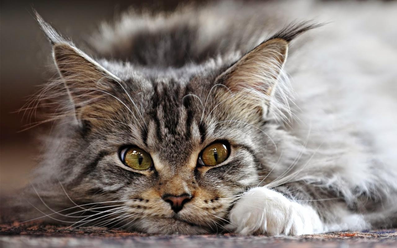 How to buy maine coon cat