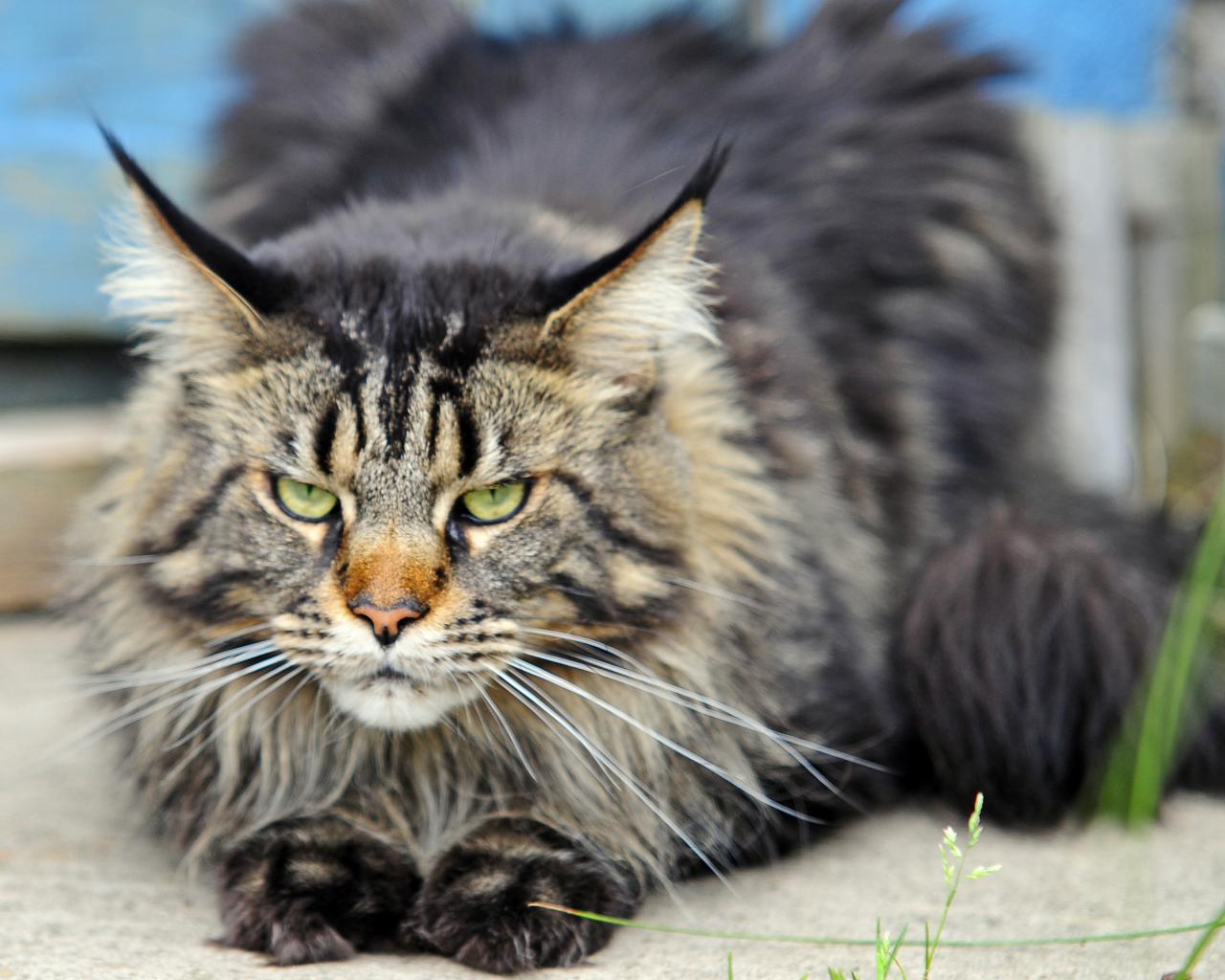 Where can you get maine coon cats