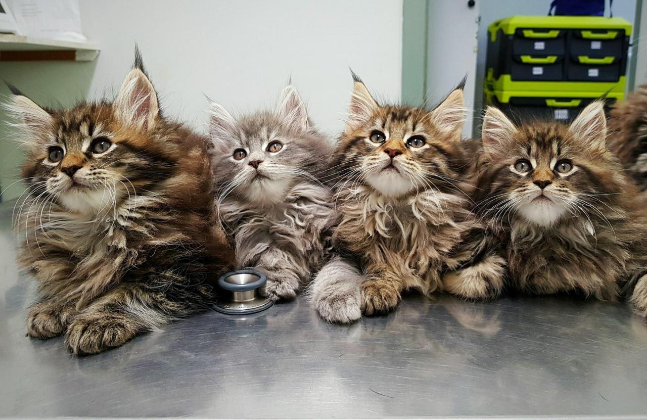 Mccormick maine coon kittens
