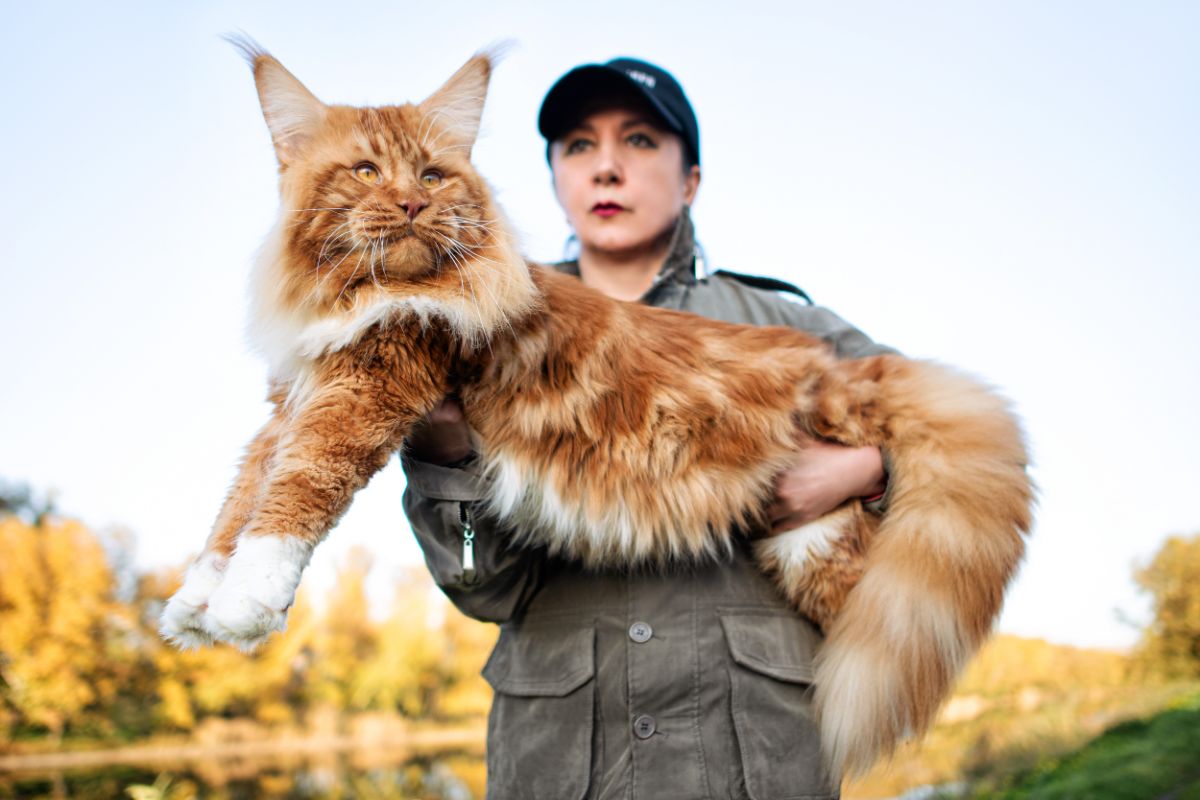 Huge maine coon for sale