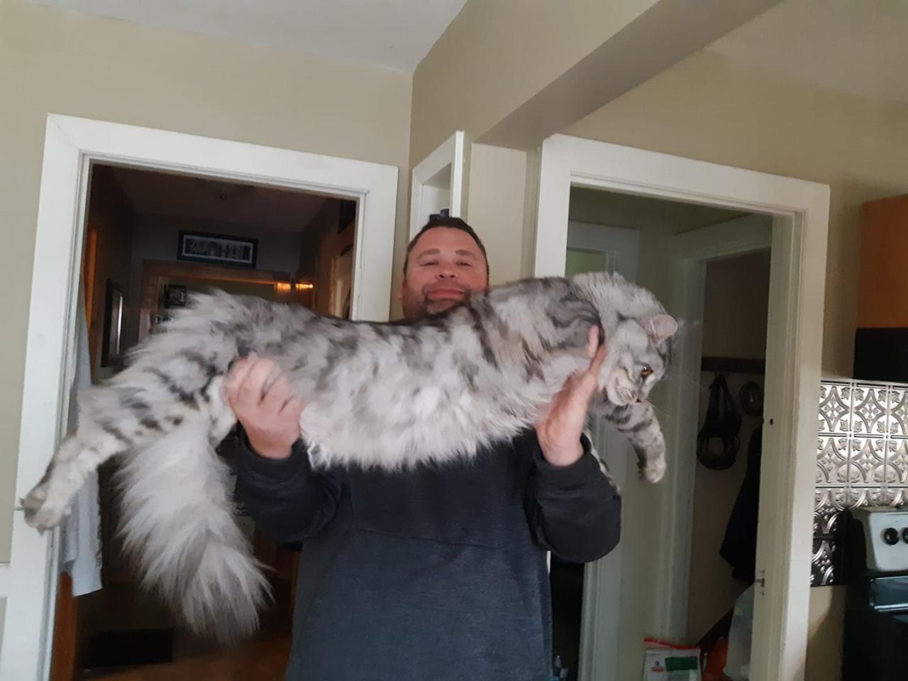 Biggest maine coon cats for sale