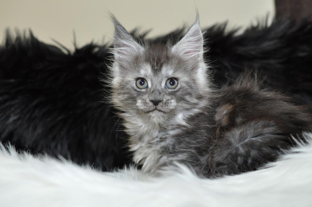 Full blooded maine coon kittens for sale