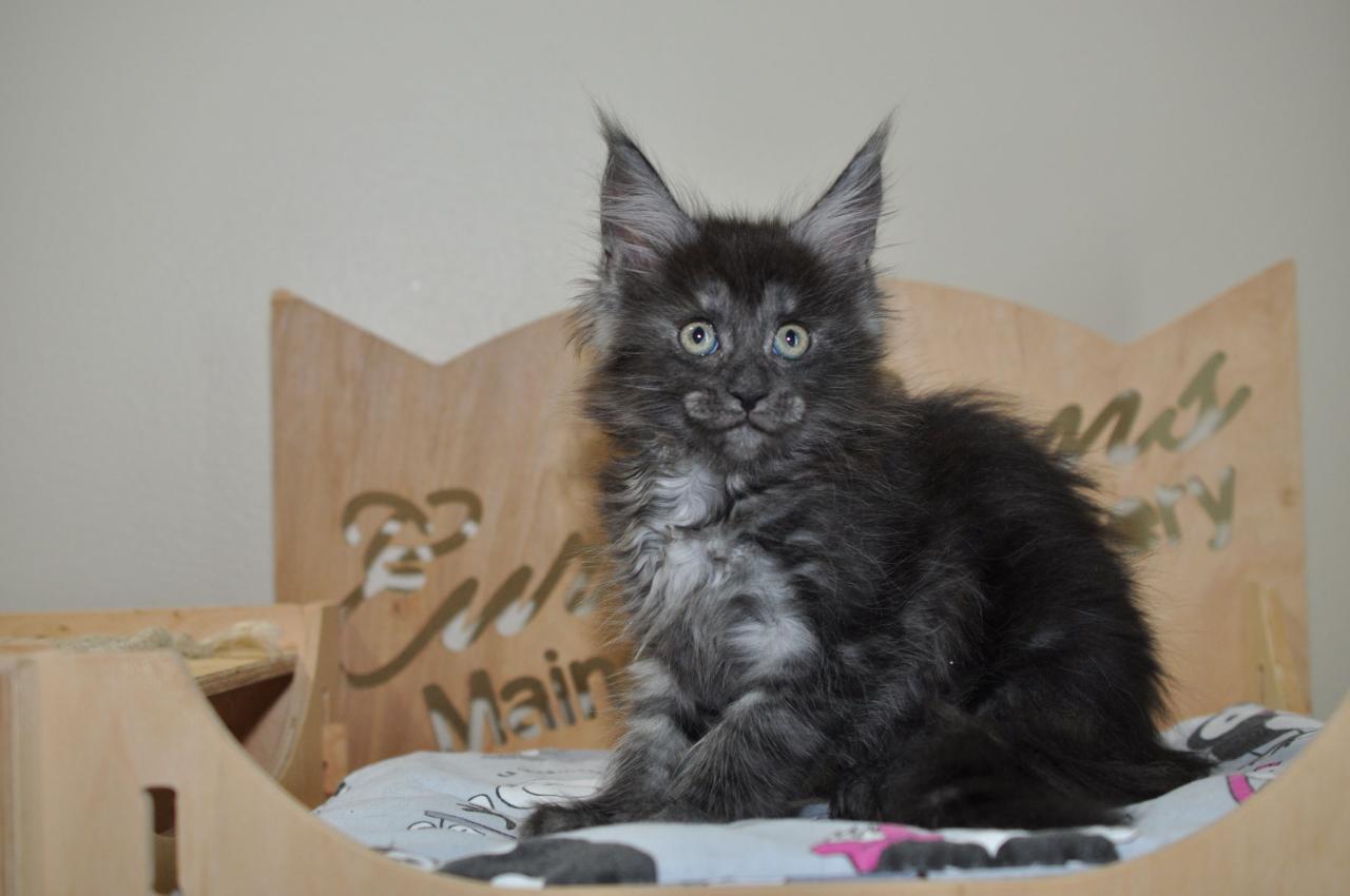 Available maine coon kittens