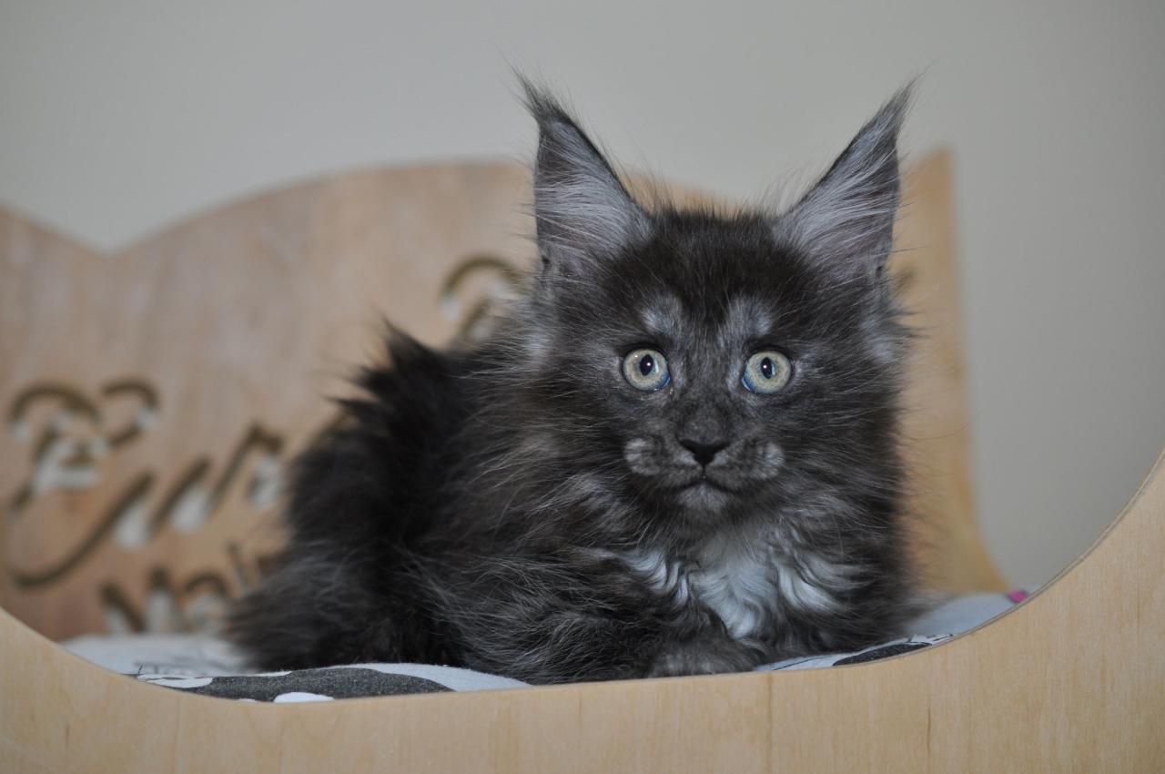 Maine coon kittens in il