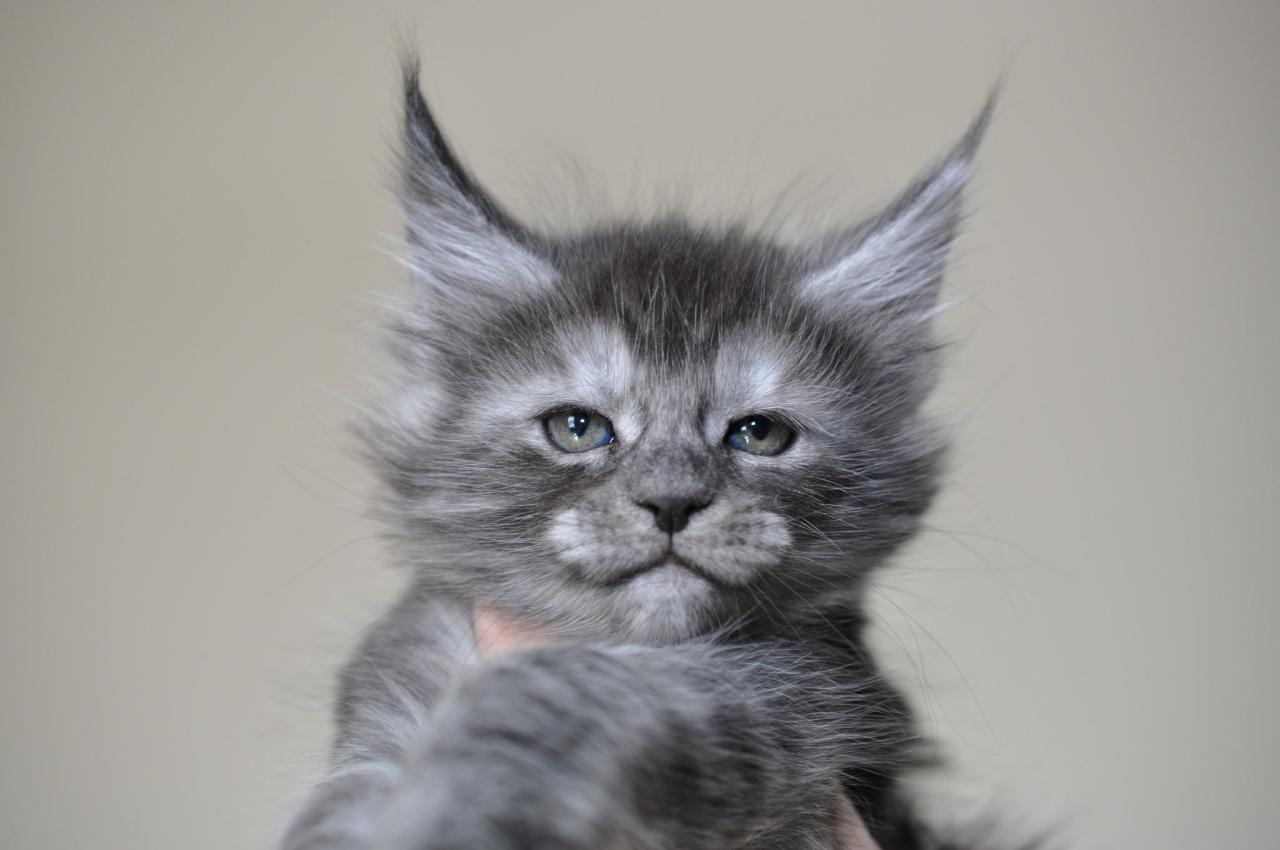 Where to buy maine coon kittens near me