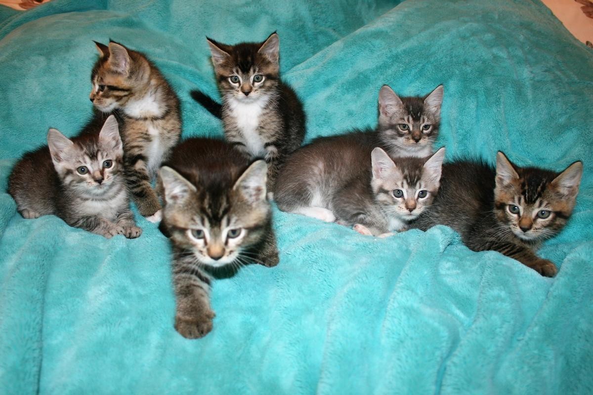 Coon kittens hewan cantik lucu faits silly terbaik impressive elegant koleksi unduh источник aww