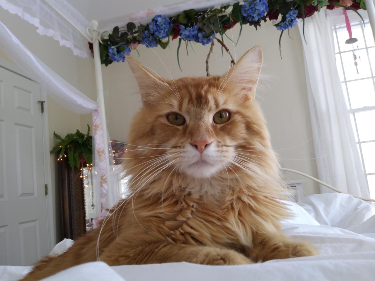 Biggest maine coon cats for sale
