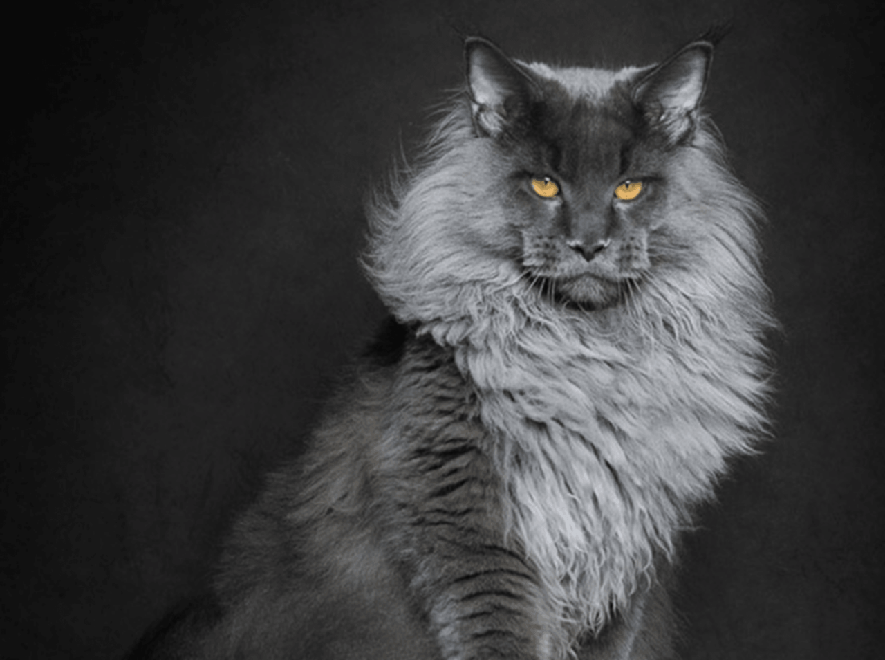 Full blooded maine coon cat
