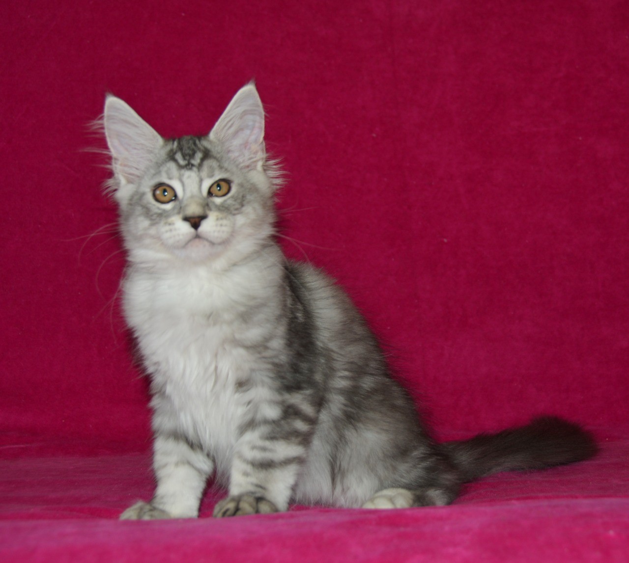 Maine coon kittens in ohio