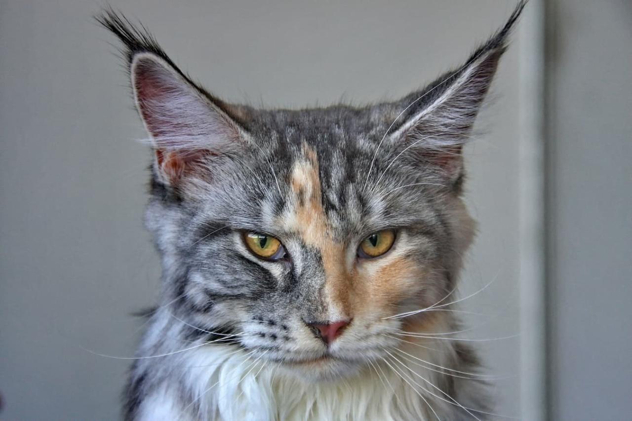 What do maine coon cats cost