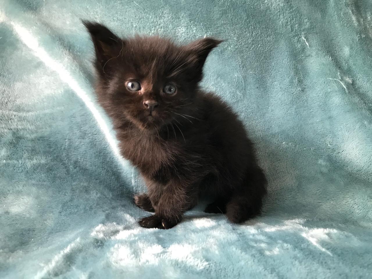 Black mainecoon kitten