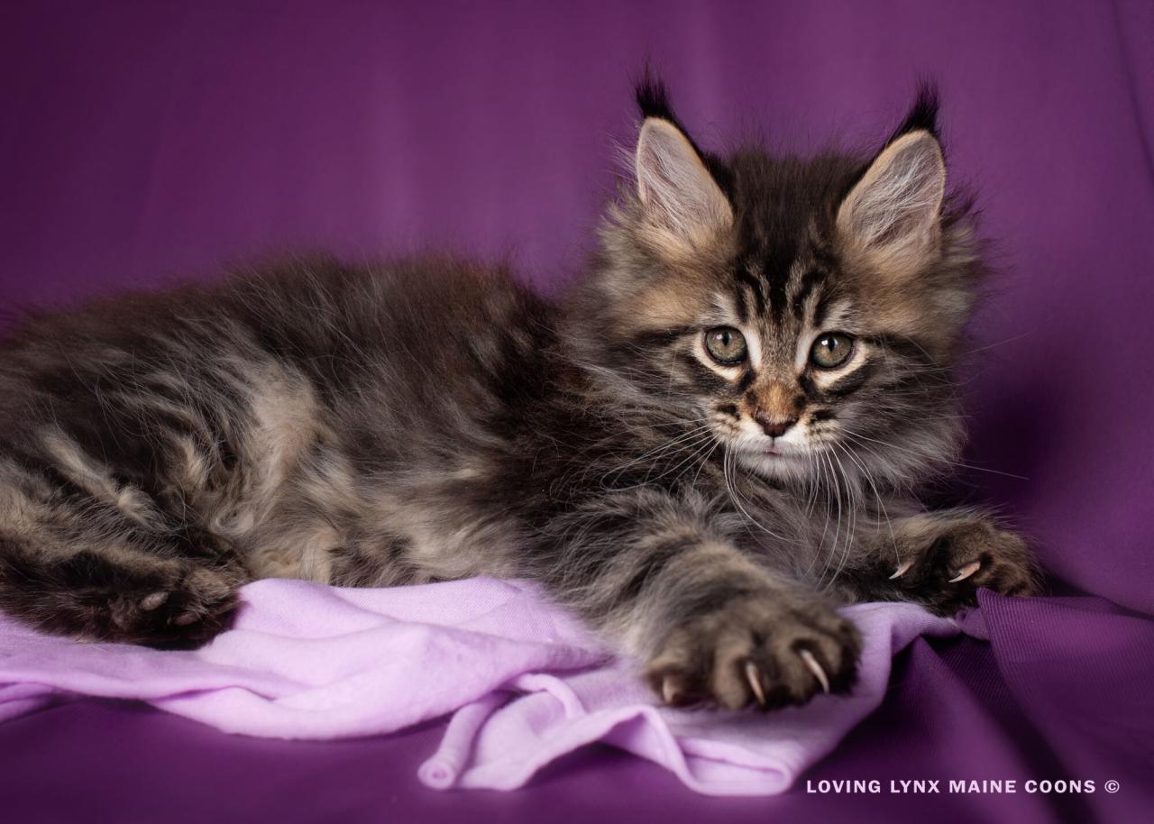 Coon mainecoon annonce adoption