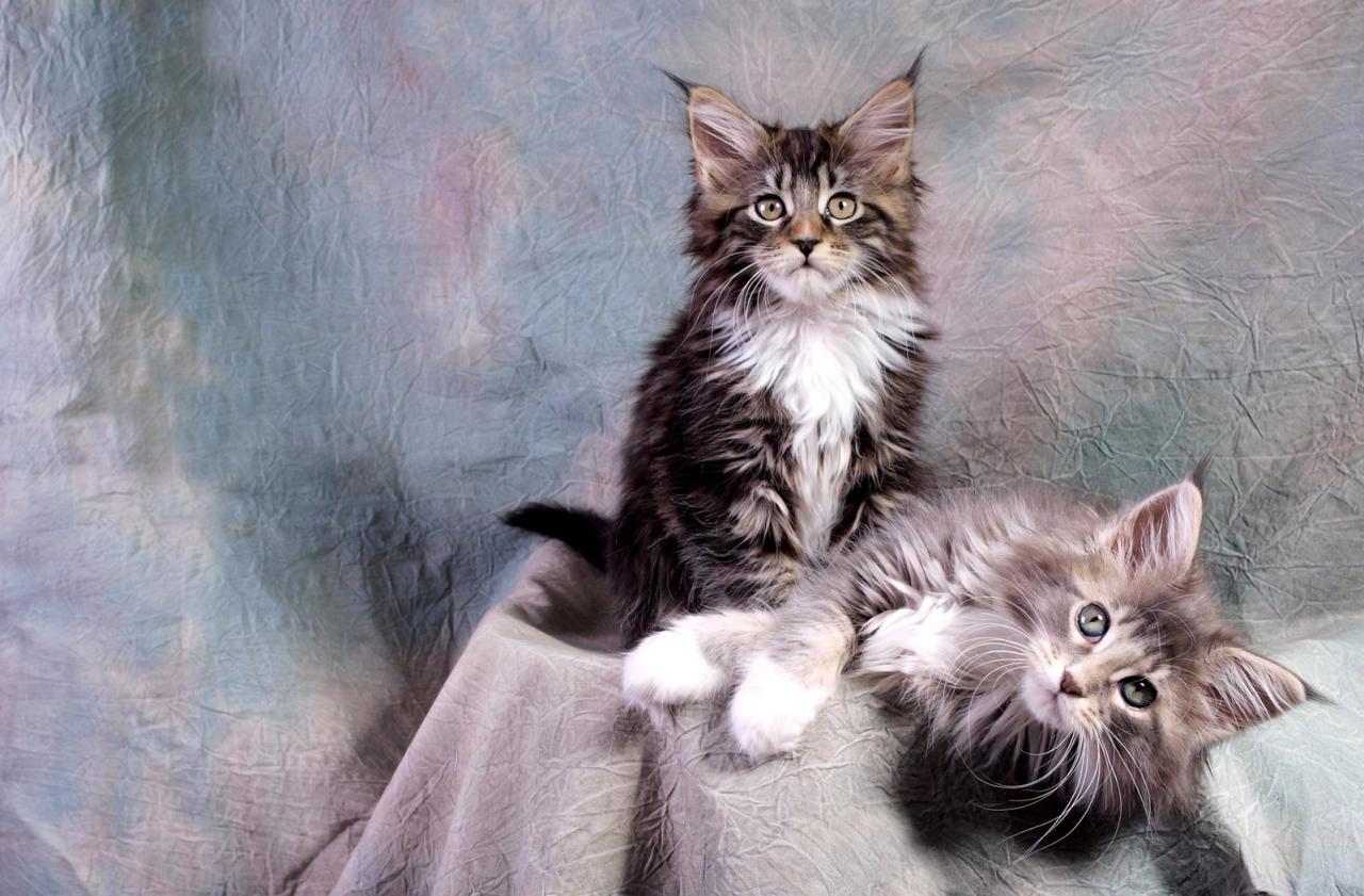 Maine kittens coons freeimages stock