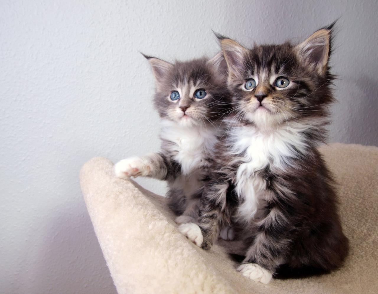 Maine coon kittens 0